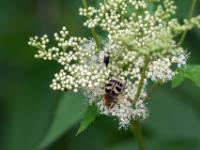 Gebänderter Pinselkäfer